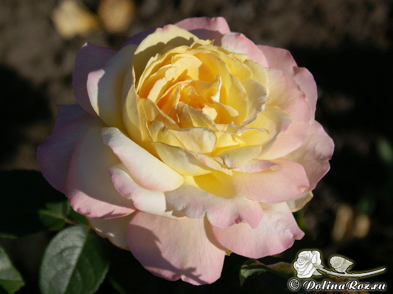 Купите Роза Глория Дей 🌹 из питомника Долина роз с доставкой!