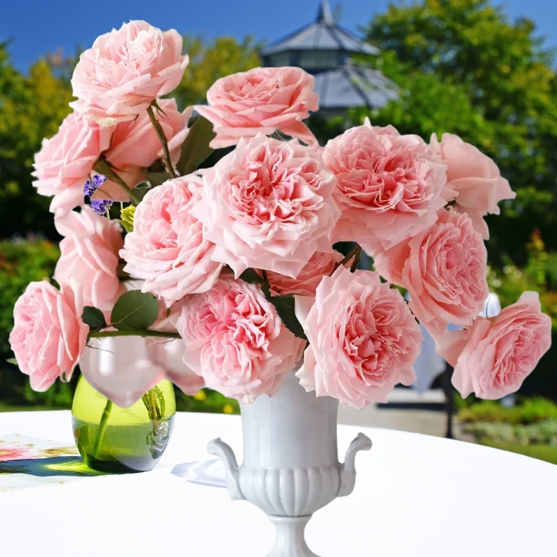 Роза Принцесса Хитоми фото