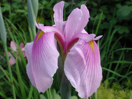 НоменклатураПрисоединенныеФайлы