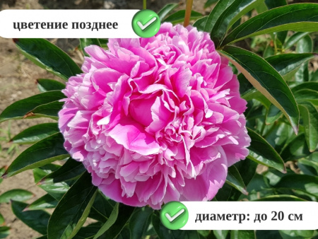 пион Джакорма3