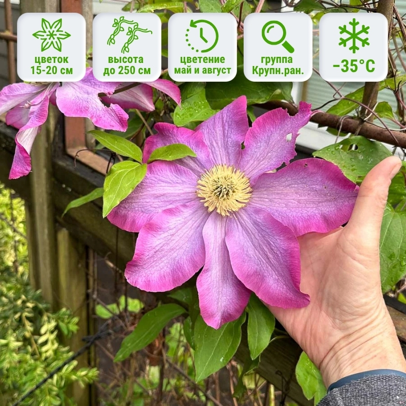 Клематис Какио фото и описание. Саженцы в каталоге интернет магазина Долина роз. Клематис Какио фото