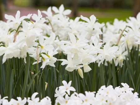 нарцисс Талия2