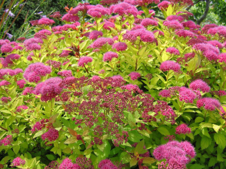 спирея Голдфлейм