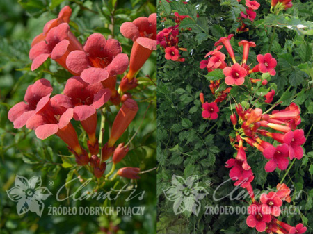 НоменклатураПрисоединенныеФайлы НоменклатураПрисоединенныеФайлы