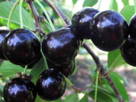 Шоколадница