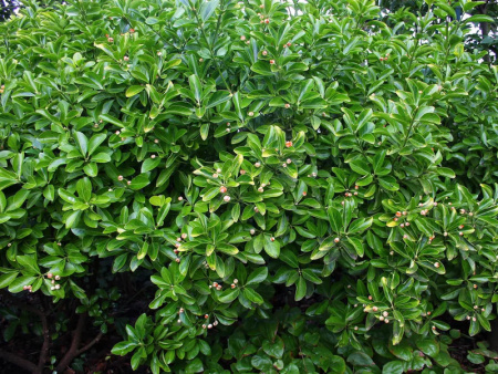 НоменклатураПрисоединенныеФайлы