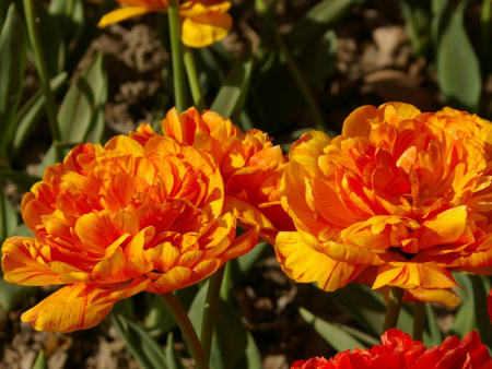 тюльпан монте флейм