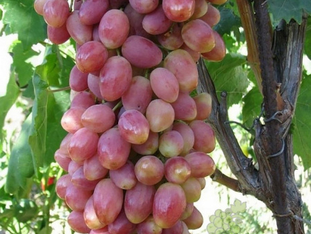виноград Анжелика