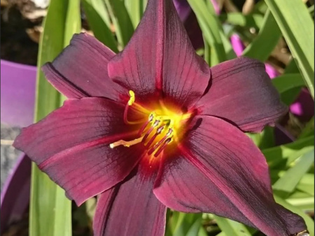 лилейник Блек Эммануэль