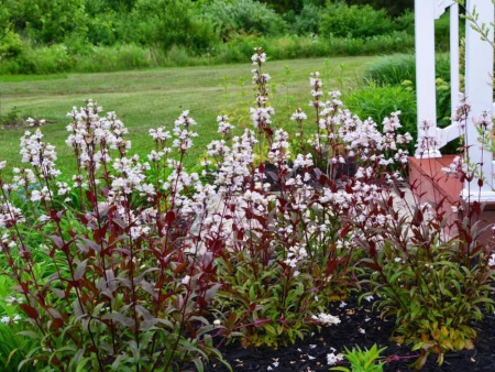 Пенстемон Хаскер Ред4