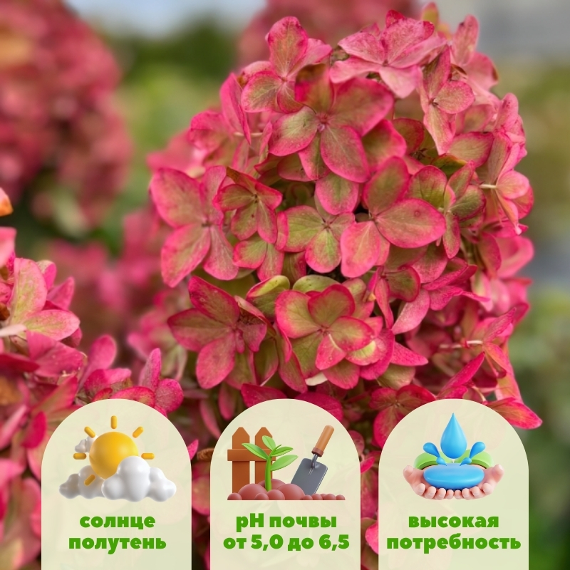 Гортензия метельчатая Металлика фото