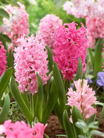 гиацинт градиент