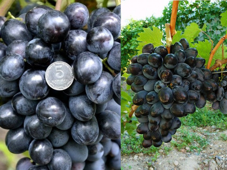 moyvinogradnik-ruslan-518 moyvinogradnik-ruslan-518