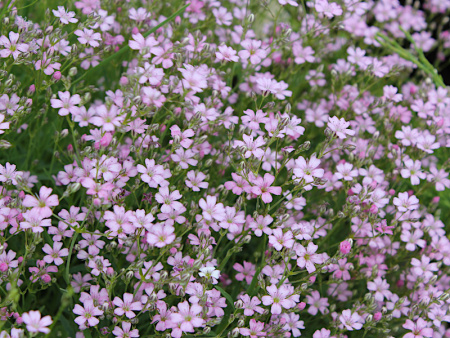 гипсофила ползучая розовая4