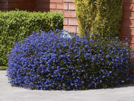 Цеанотус Блю Сапфир1