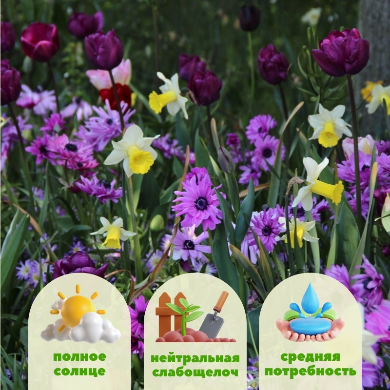 анемона адмирал 10шт