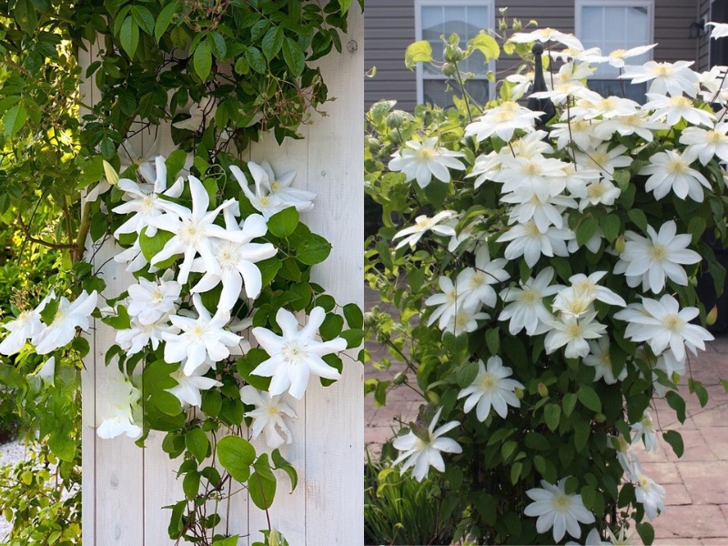 Клематис Вадас Примроуз фото и описание. Саженцы в каталоге интернет магазина Долина роз. Клематис Вадас Примроуз фото