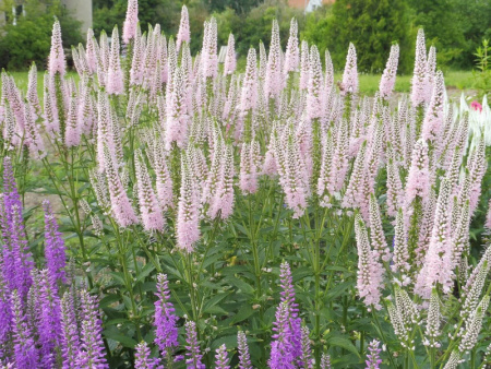 вероника фест чойс