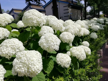 Гортензия древовидная Стронг Аннабель