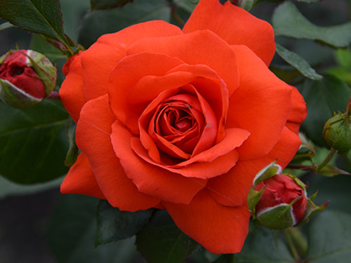 Купите Роза Салита 🌹 из питомника Долина роз с доставкой!