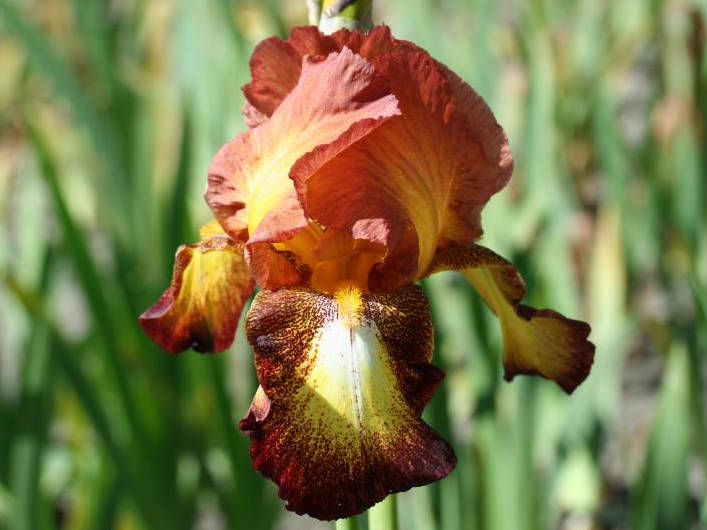 Ирис Spreckles (Спреклес) ирис spreckles (спреклес)