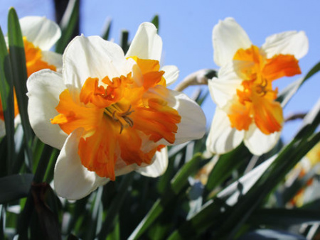 НоменклатураПрисоединенныеФайлы