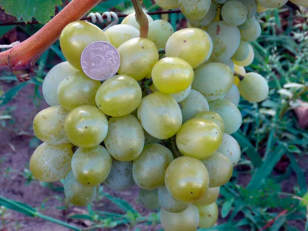 виноград Эмигрант