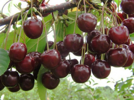 НоменклатураПрисоединенныеФайлы