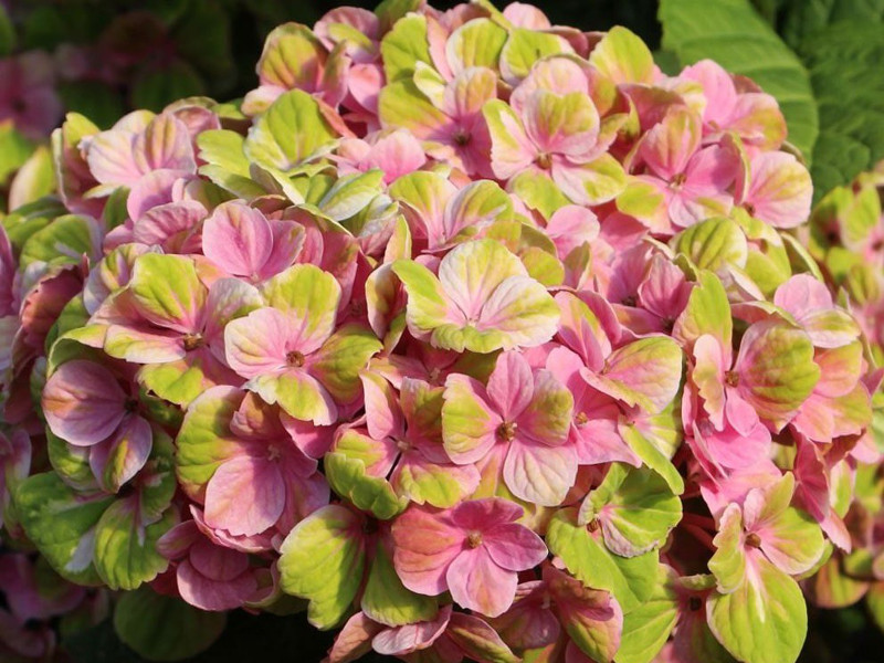 Гортензия крупнолистная Magical Coral (Мэджикал Корал) фото