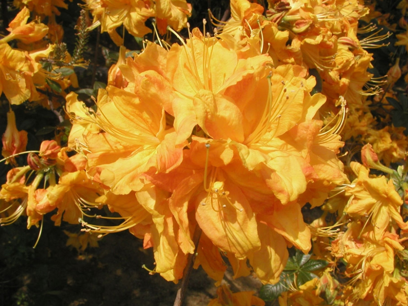 Азалия крупноцветковая Klondyke (Клондайк) фото