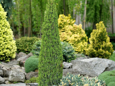  можжевельник Арнольд