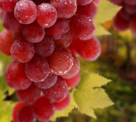 красный мед красный мед