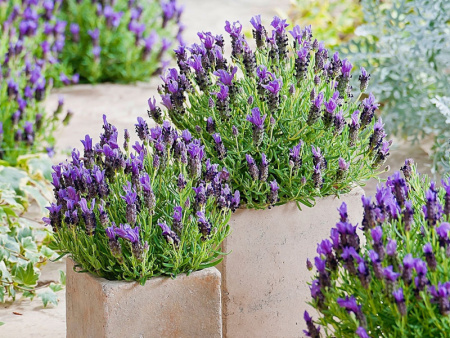 лаванда дип пурпл1