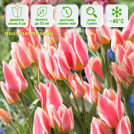 Тюльпан Квебек