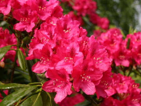 рододендрон нова зембла рододендрон нова зембла