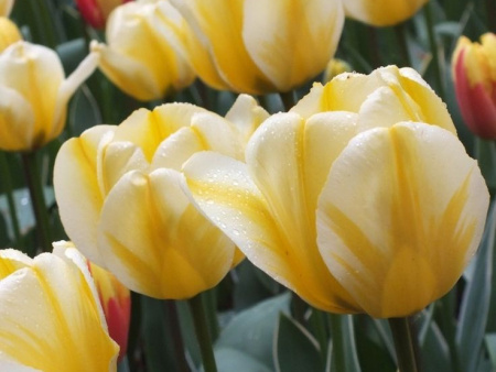 тюльпан яп грут