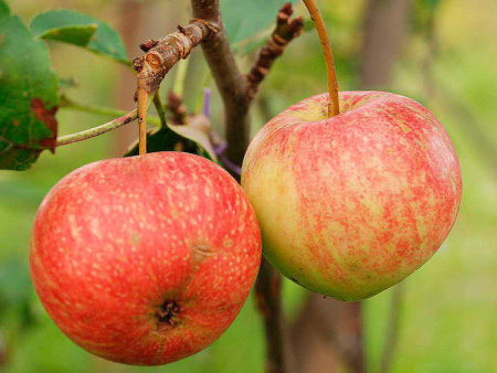 НоменклатураПрисоединенныеФайлы