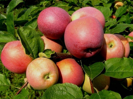 слава победителю