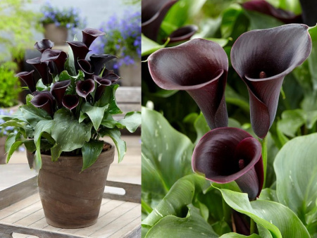 НоменклатураПрисоединенныеФайлы НоменклатураПрисоединенныеФайлы