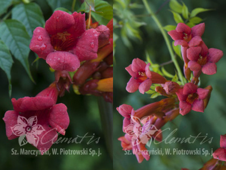 НоменклатураПрисоединенныеФайлы НоменклатураПрисоединенныеФайлы