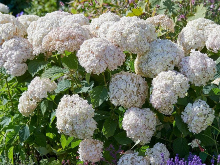 Гортензия Маршмелоу