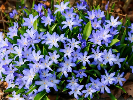 хионодокса