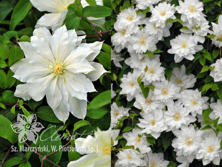 Клематис Халина Нолл