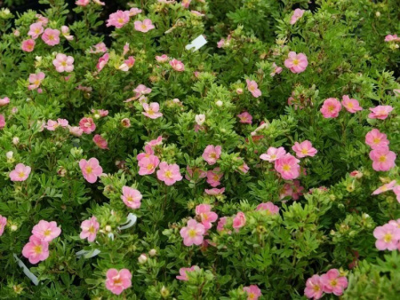 Лапчатка кустарниковая Пинк Парадайз