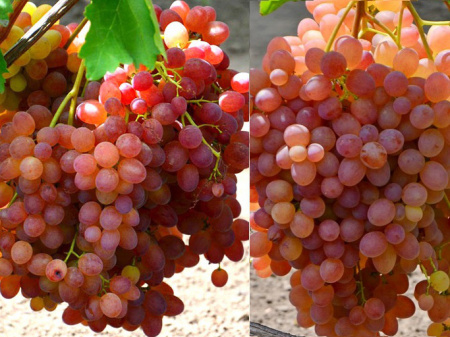 Urozhay-sorta-Veles Urozhay-sorta-Veles