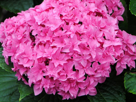 Гортензия Перфекшн крупнолистная