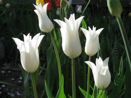 НоменклатураПрисоединенныеФайлы