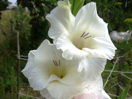 гладиолус Амстердам