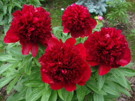 Red_Magic.jpg1с Red_Magic.jpg1с