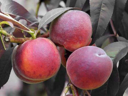 НоменклатураПрисоединенныеФайлы